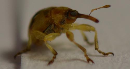 Réf. 328 089 : Corimalia tamarisci
